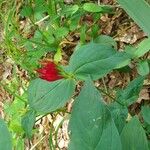 Spigelia marilandica Цветок