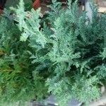 Juniperus chinensis Leaf