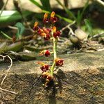 Bulbophyllum falcatum Kvet