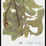 Phlebodium decumanum Leaf