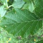 Alnus alnobetula Liść
