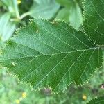 Alnus alnobetula Leaf