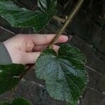 Rubus tricolor Leaf