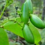 Jasminum neocaledonicum Owoc