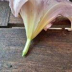 Lilium regale Çiçek