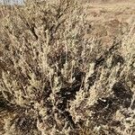 Artemisia tridentata ഇല