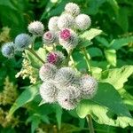 Arctium tomentosumFlor