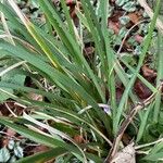 Iris unguicularis 葉