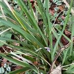 Iris unguicularis Folha