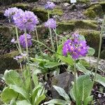 Primula denticulata Habit