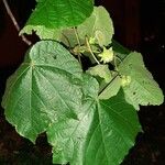 Dombeya wallichii ഇല