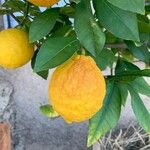 Citrus medica Frutto