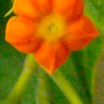 Mussaenda frondosa Flower