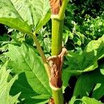 Rheum palmatum Ekosanga