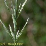 Calamagrostis varia Vrucht