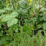 Ribes lacustre Hedelmä