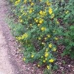 Coronilla coronata Hábitos