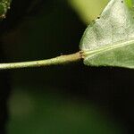 Grossera paniculata Leaf