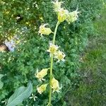 Tellima grandiflora ফুল