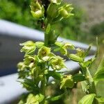Epipactis rhodanensis Fula