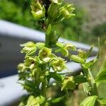 Epipactis rhodanensis Flower