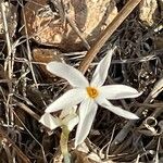 Narcissus serotinusBloem