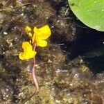 Utricularia vulgaris Fula