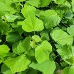 Malvaviscus arboreus Leaf