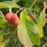 Euonymus europaeusFruit