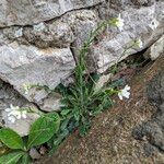 Arabis collina Autre