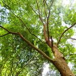 Anadenanthera colubrina ശീലം