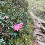 Rhododendron ferrugineumFleur