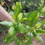 Escallonia illinita पत्ता