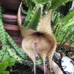 Stapelia grandiflora Flower