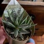 Haworthia attenuata পাতা