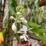 Calanthe triplicata Квітка