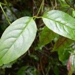 Manettia longipedicellata Leaf