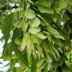 Acer negundo फल