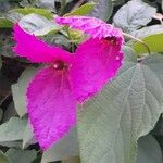 Dalechampia aristolochiifolia Flower