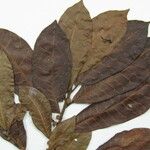 Ficus maroniensis Diğer