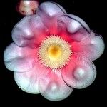 Clusia grandiflora Virág
