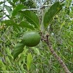 Atractocarpus vaginatus Fruitua