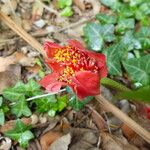 Haemanthus coccineus फूल