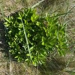 Ligusticum scothicum Blad