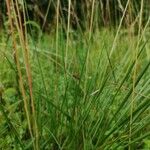 Helictochloa pratensis Φύλλο