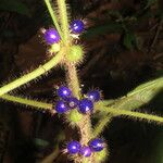 Miconia crenulata Fruit