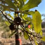Quercus fusiformis Hoja