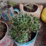 Mammillaria decipiens Foglia