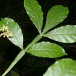 Quassia amara Hoja