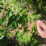 Agarista salicifolia Hoja
